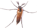 Metoecus paradoxus